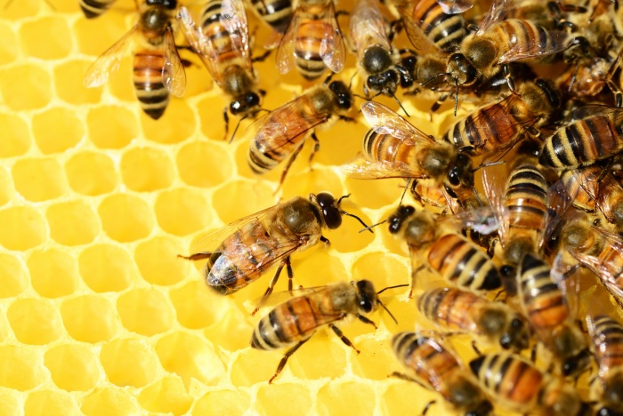 защита пчел