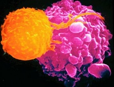 Эти «гениальные» стволовые клетки